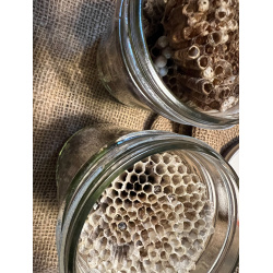Wasp Nest Jar – Magical Decor &amp; Spellcraft Essentials