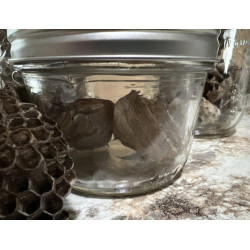 Wasp's Nest (in small, wide mouth mason jar)